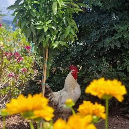 Mountain Breeze Semesterbostad *